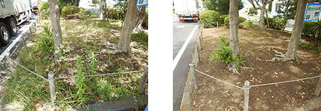 Fujisawa Plant: Preserving the area where Japanese ivy flourishes (Left: Before, Right: After)