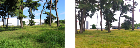 栃木工場 敷地内緑地の保全(左:整備前、右:整備後)
